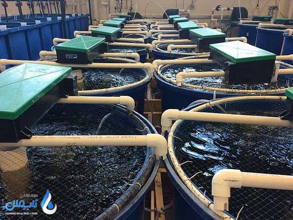استانداردهای لازم برای استفاده از ازن در صنعت پرورش آبزیان
