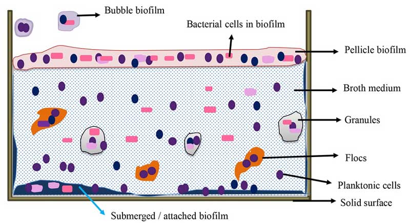 نحوه تشکیل بیوفیلم
